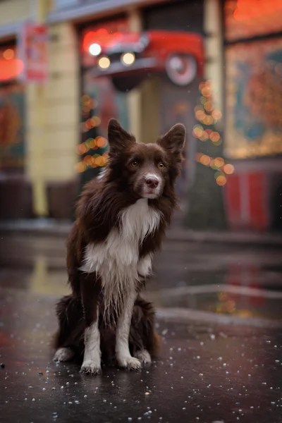 Border Collie dog trained to perform tricks in the center of Moscow. Russia .