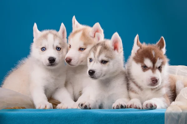 four puppies of husky on a blue background.