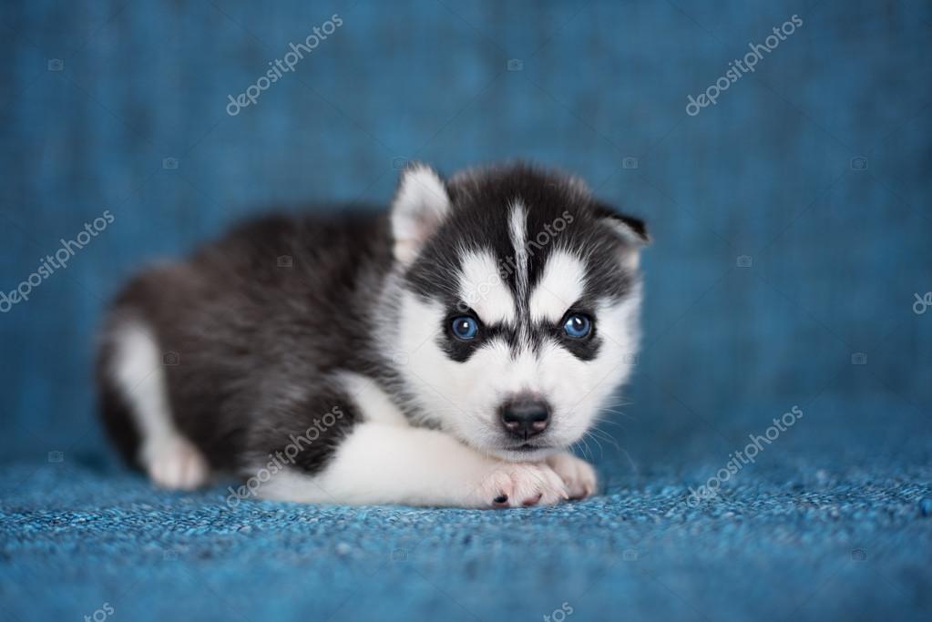 Un Beau Chiot Husky Aux Jolis Yeux Bleus Sur Fond Bleu Image Libre De Droit Par Brusnikaphoto C Un Beau Chiot Husky Aux Jolis Yeux Bleus Sur Fond Bleu Image Libre De Droit Par Brusnikaphoto C