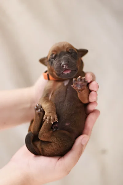 犬と人写真素材 ロイヤリティフリー犬と人画像 Depositphotos