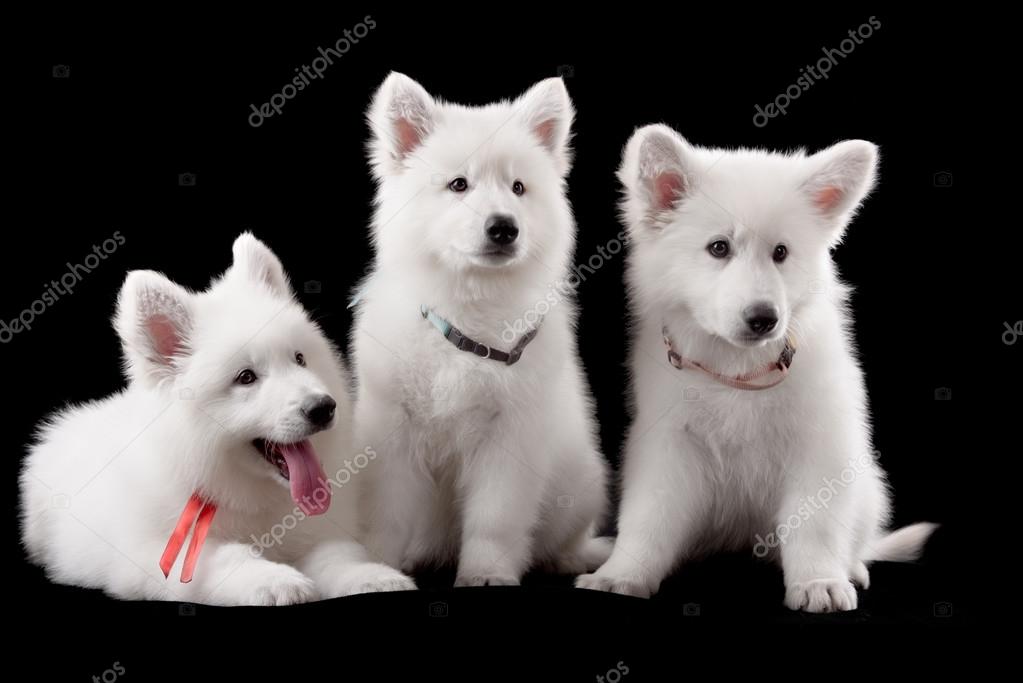 Three Baby Swiss Shepherd Sitting In Dark Studio Stock Photo By C Brusnikaphoto