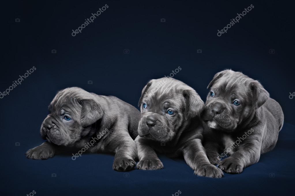 Chiot De Cane Corso Photographie Brusnikaphoto 86812952