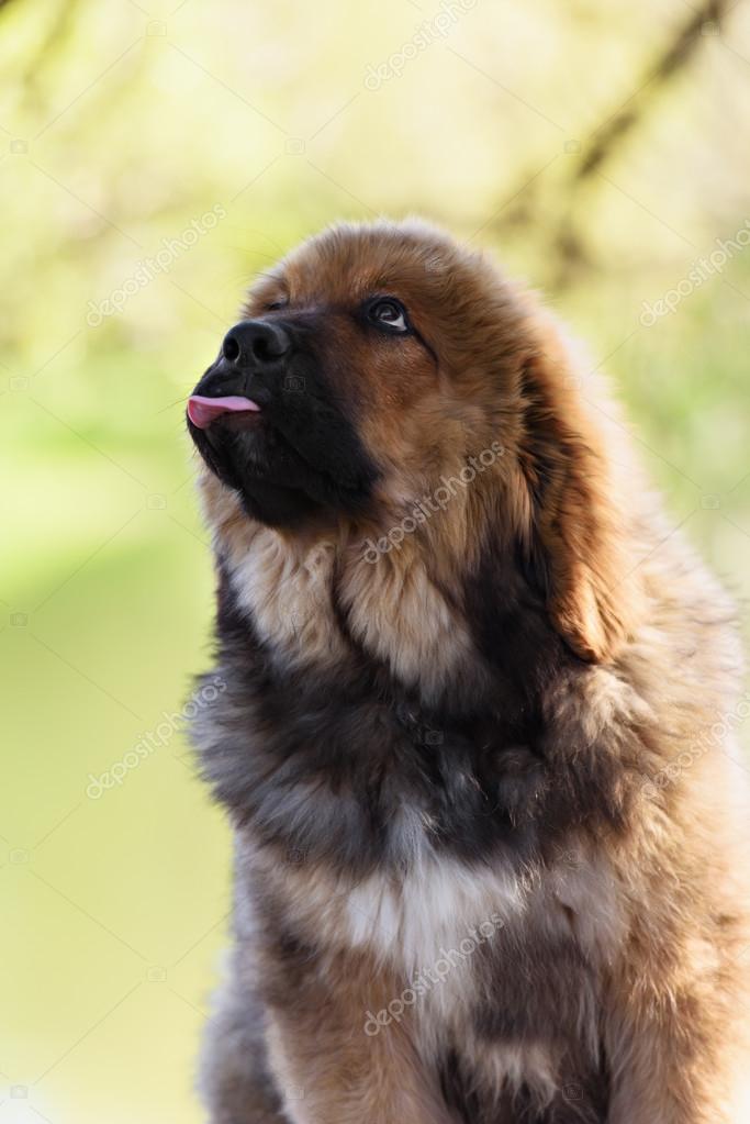 チベットのマスチフの子犬 — ストック写真 © Brusnikaphoto 87765564