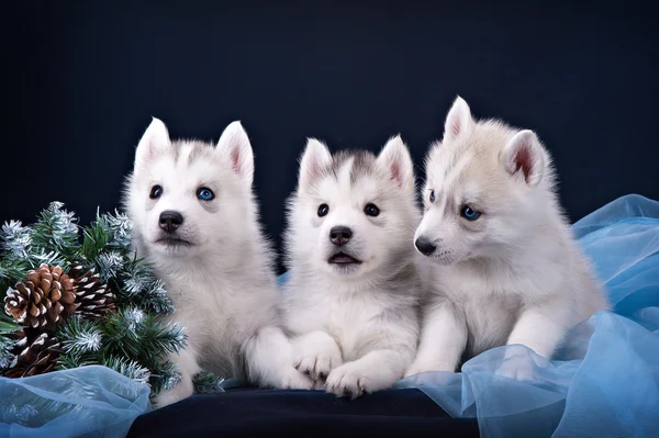 Three puppies husky and spruce wreath