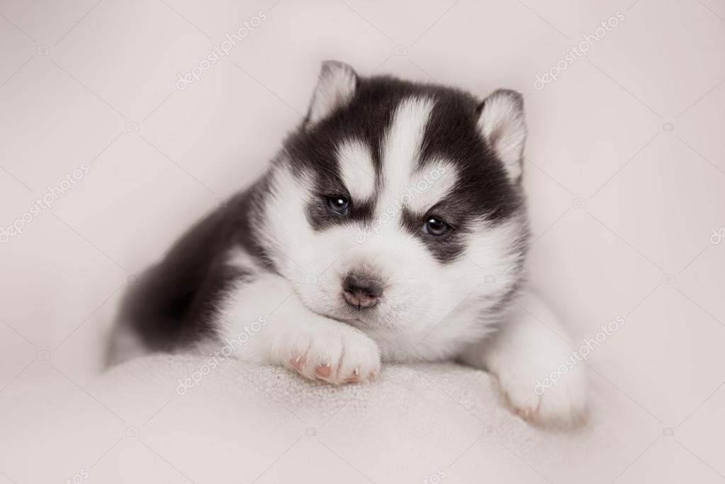 ロイヤリティフリー子犬 可愛い 画像 最高の動物画像 ロイヤリティフリー子犬 可愛い 画像 最高の動物画像