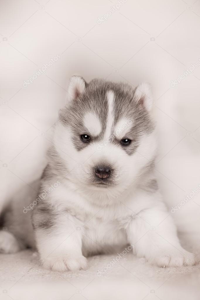 Cute Siberian Husky Puppy Stock Photo Image By C Brusnikaphoto Cute Siberian Husky Puppy Stock Photo Image By C Brusnikaphoto