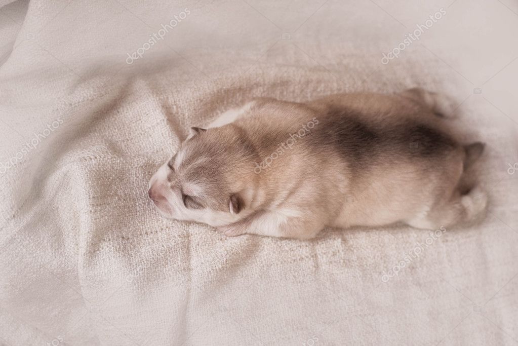 Cute Puppy Siberian Husky Stock Photo C Brusnikaphoto 90478424