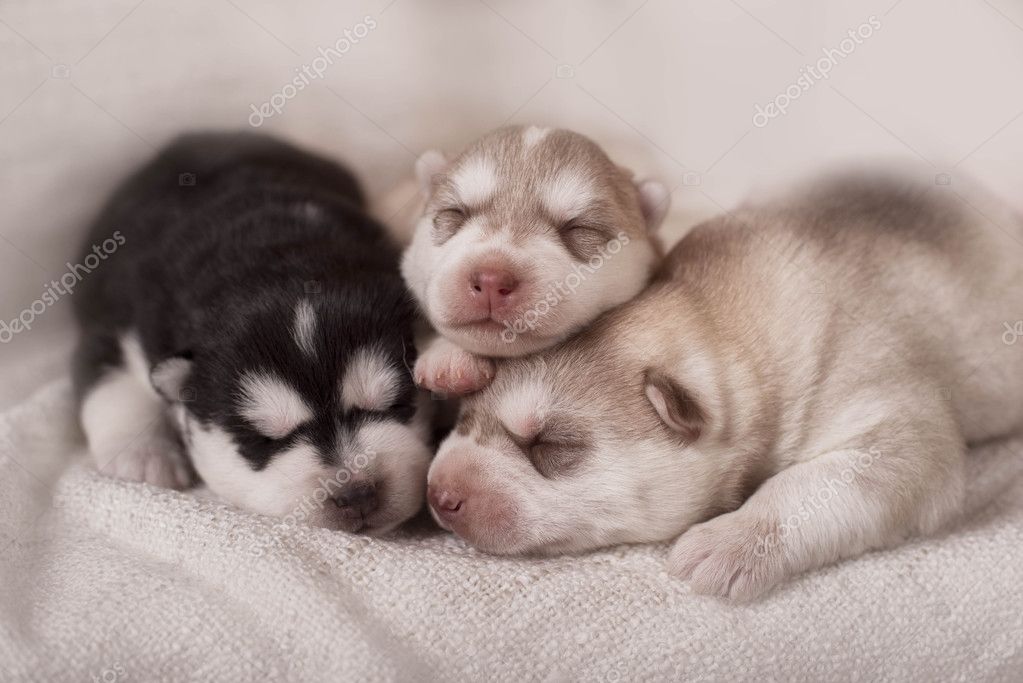 Cuccioli Appena Nati Del Husky Siberiano Foto Stock