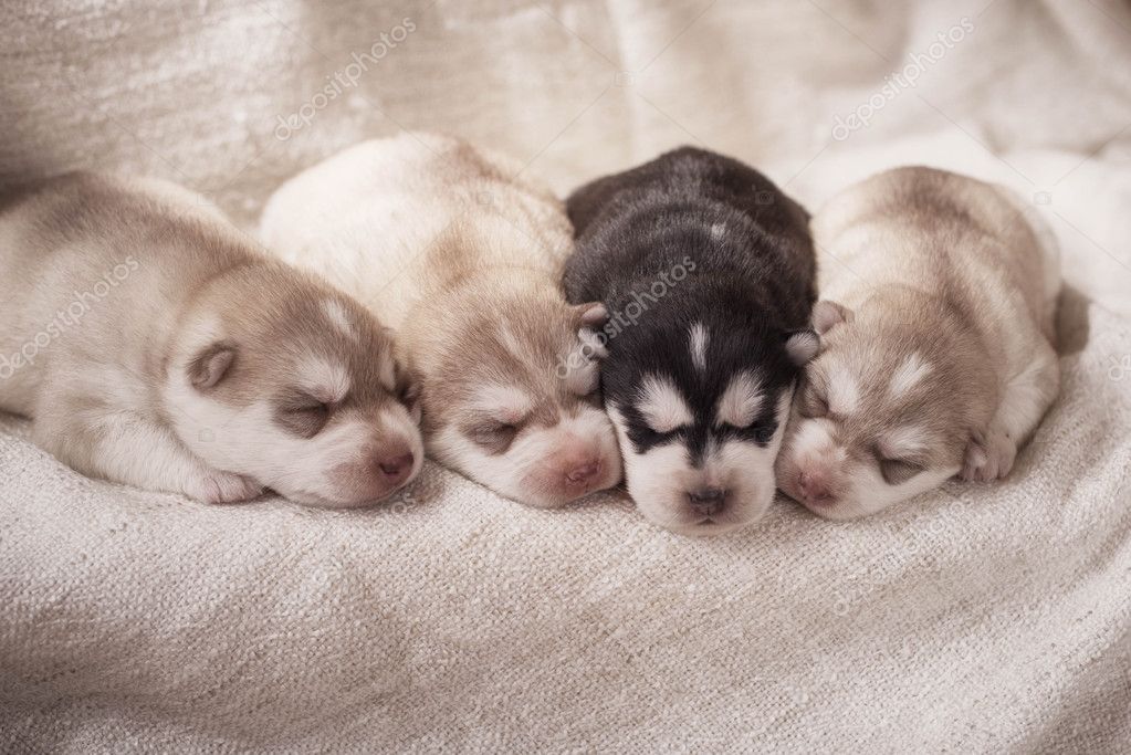 Cuccioli Appena Nati Del Husky Siberiano Foto Stock