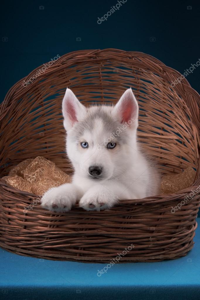 Charmant Petit Chien Husky Avec Des Yeux Bleus Regards Dans