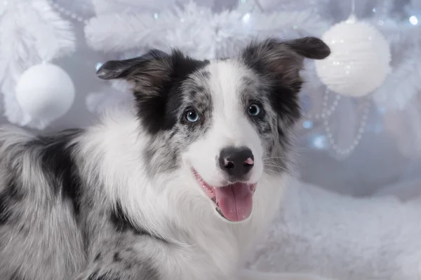 Border collie dog lying down on white Christmas lights