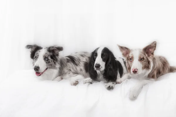 Three dogs together. Two dog breeds border collie and one Russian Spaniel, lay on a bed in white room.