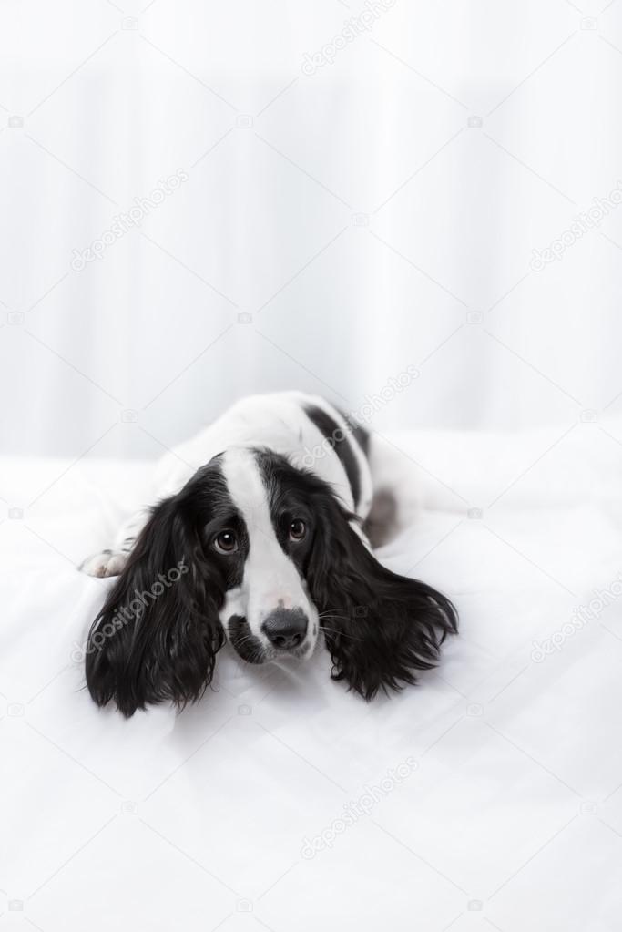 Charmant Chien De Race épagneul Noir Et Blanc Tacheté