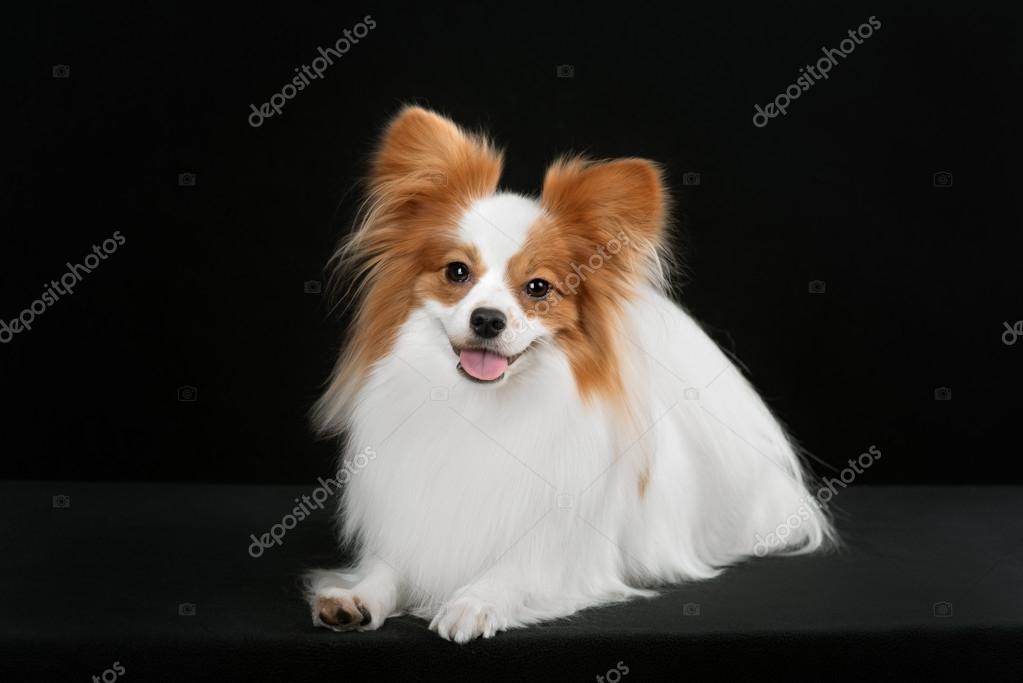 Papillon De Race De Chien Photographie Brusnikaphoto