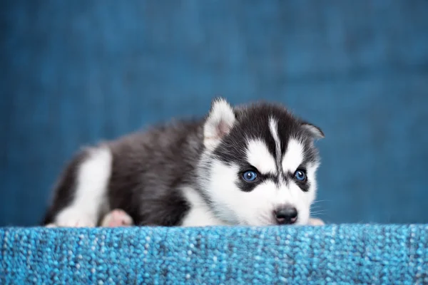 Un Beau Chiot Husky Aux Jolis Yeux Bleus Sur Fond Bleu Ourson Pet Stock Photo