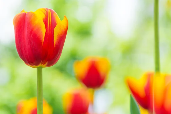 Bahçede çiçek yatakta tek Kırmızı-Sarı Lale