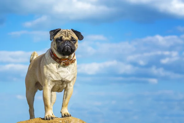 Gökyüzü arka plan üzerinde şirin pug köpek