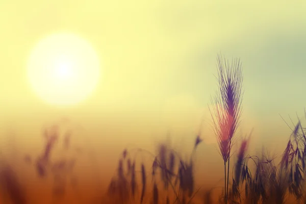 Çavdar gün batımında. Çift aşık kulak.