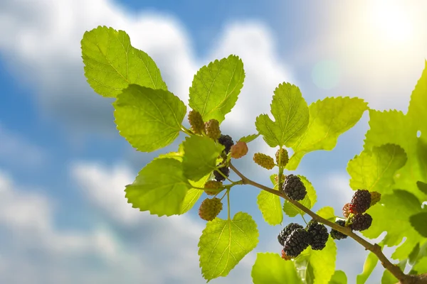 dut çilek Güneş gökyüzünde karşı dal