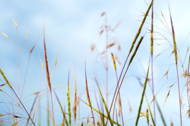 Colored straight grass blades of different kinds on meadow on sky background