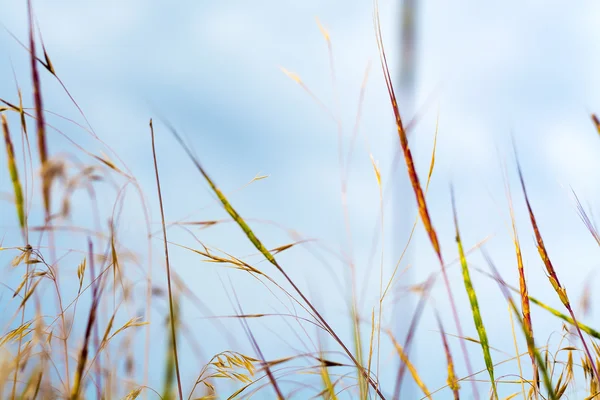 Colored straight grass blades of different kinds on meadow on sky background