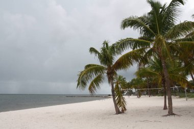 Beyaz kumlu sahilde palmiye ağaçları