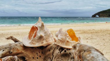 sea shells, landscape, beach