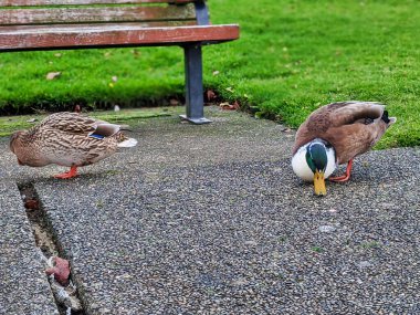 Aç yeşil ve kaş ördeği Washington Gölü yakınlarındaki bir parkta yürüyüş yolunda yiyecek kırıntıları arıyor.