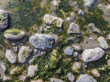 San Juan Adası, WA 'da False Bay' e dağılmış kaya ve yosun manzarası.