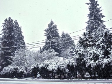Tall evergreen trees covered in fluffy snow towering behind power lines near an icy road in the pacific northwest clipart