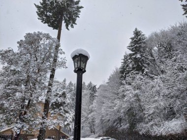 Kuzeybatı Pasifik ormanlarındaki kar fırtınası sırasında uzun, karanlık bir sokak lambası direğine seçici bir şekilde odaklan. Arka planda hep yeşil ağaçlar olsun.