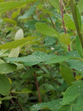 Parlak güneşli bir gün, hafif bir yaz yağmurundan sonra çiğ damlalarıyla kaplı bitkilerin üzerine ışınlanıyor.