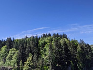 Pasifik 'in kuzeybatısındaki dağlık araziyi çevreleyen yüksek yeşil ağaçların manzarası.