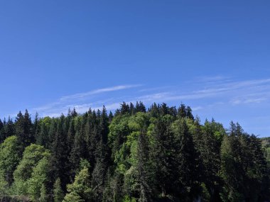 Pasifik 'in kuzeybatısındaki dağlık araziyi çevreleyen yüksek yeşil ağaçların manzarası.