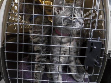 Muayene için veterinere götürülen büyük bir kedi taşıyıcısının içindeki kedi yavrularının görüntüsü.