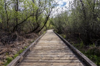 Pasifik 'in kuzeybatısındaki bulutlu ve bulutlu bir günde bataklıktaki eğimli bir sahil yolu manzarası