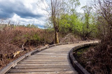 Pasifik 'in kuzeybatısındaki bulutlu ve bulutlu bir günde bataklıktaki eğimli bir sahil yolu manzarası
