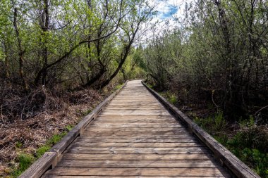 Pasifik 'in kuzeybatısındaki bulutlu ve bulutlu bir günde bataklıktaki eğimli bir sahil yolu manzarası