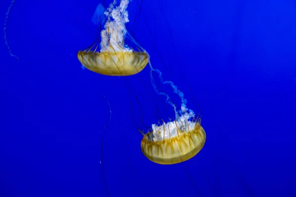 Gorgeous view of a group of pacific sea nettles swimming around inside a bright blue aquarium