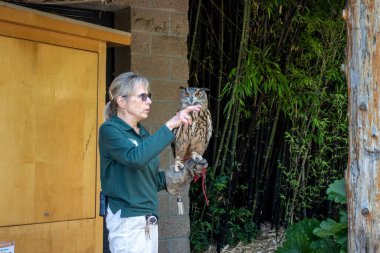 Tacoma, WA USA - Ağustos 2021: Point Defiance Hayvanat Bahçesi 'ndeki kalabalık önünde dişi bir hayvanat bahçesi çalışanının boynuzlu baykuşla ilgilenmesi.