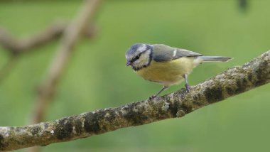 Blue Tit sitting in a hedge 