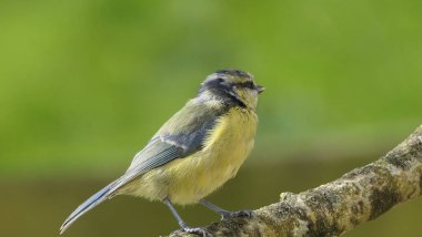 Blue Tit sitting in a hedge 