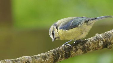 Blue Tit sitting in a hedge 