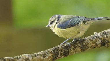 Blue Tit sitting in a hedge 