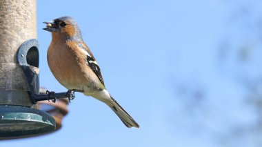Chaffinch İngiltere 'deki bir kuş masasından besleniyor.