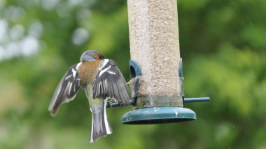 Chaffinch İngiltere 'deki bir kuş masasından besleniyor.