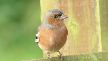 Chaffinch İngiltere 'de bir çitin üzerinde oturuyor. 