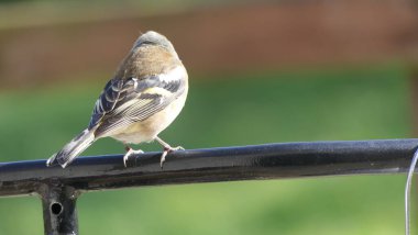 Chaffinch İngiltere 'de bir çitin üzerinde oturuyor. 