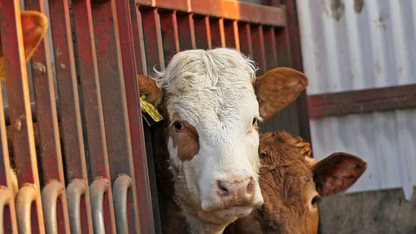Çiftlikteki bir barakanın kapısında çim yiyen sığırlar. 