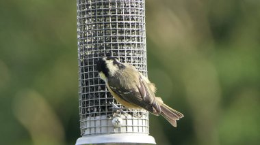 Coal Tit feeding at a bird table in the UK